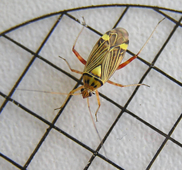 Eichen-Schmuckwanze, Calocoris quadripunctatus